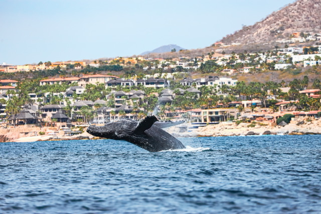 Whale Watching